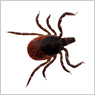 Maladie de Lyme